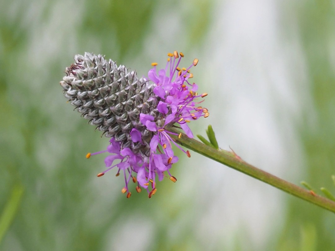 Golden stamens