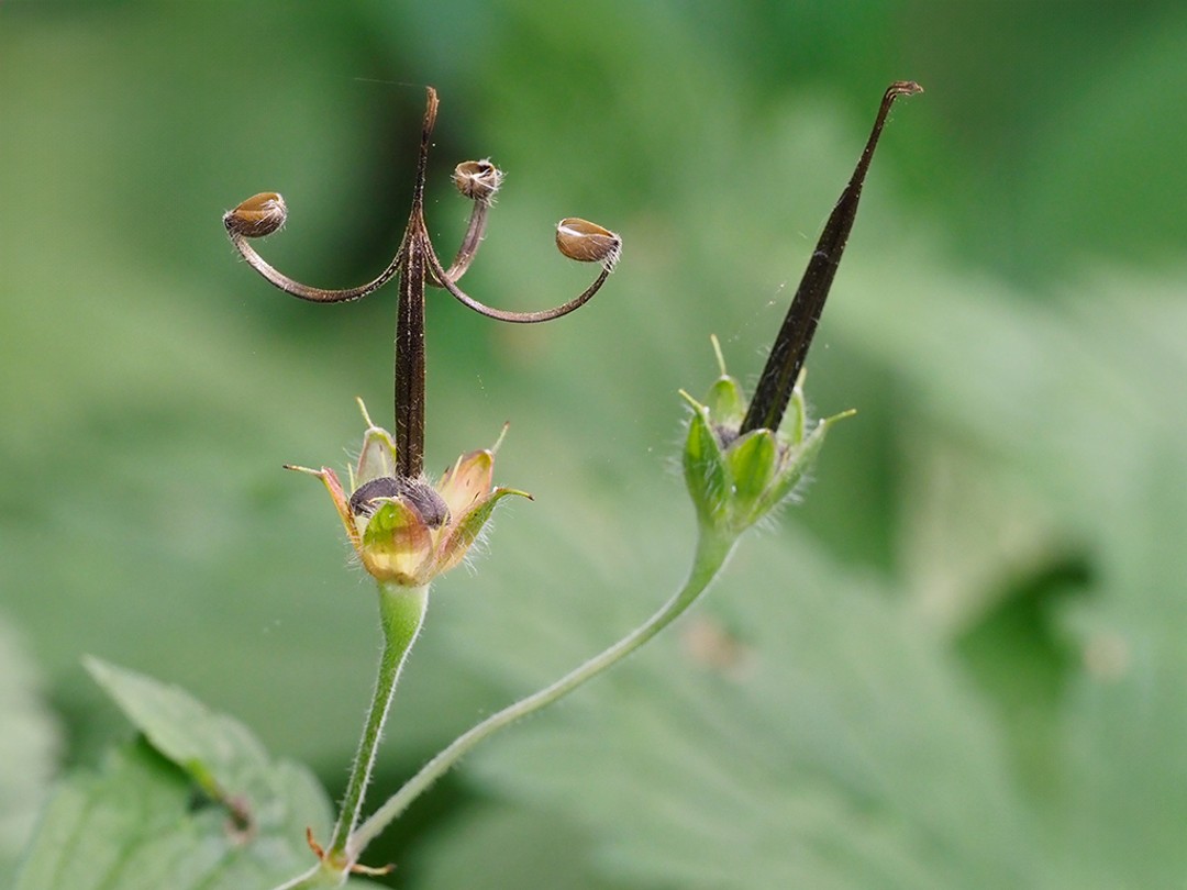 Seeds have dispersed on right, but not yet on left 