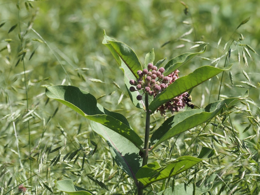 Grassland habitat