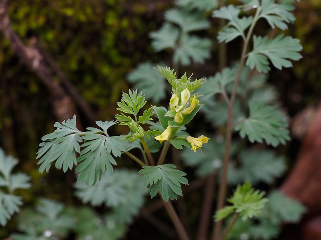 Yellow flowers of Pale corydalis