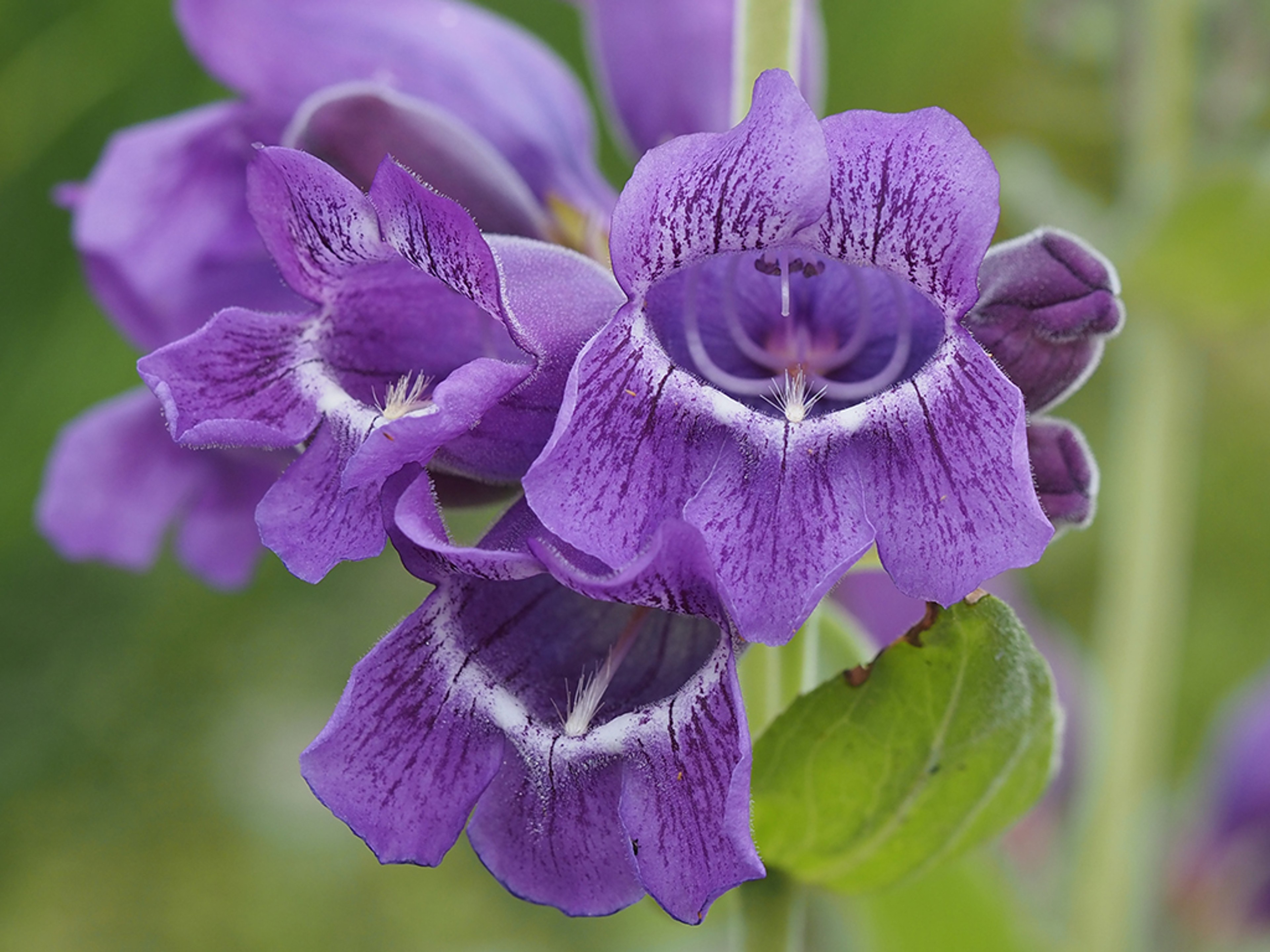 Filaments, anthers, style and staminode