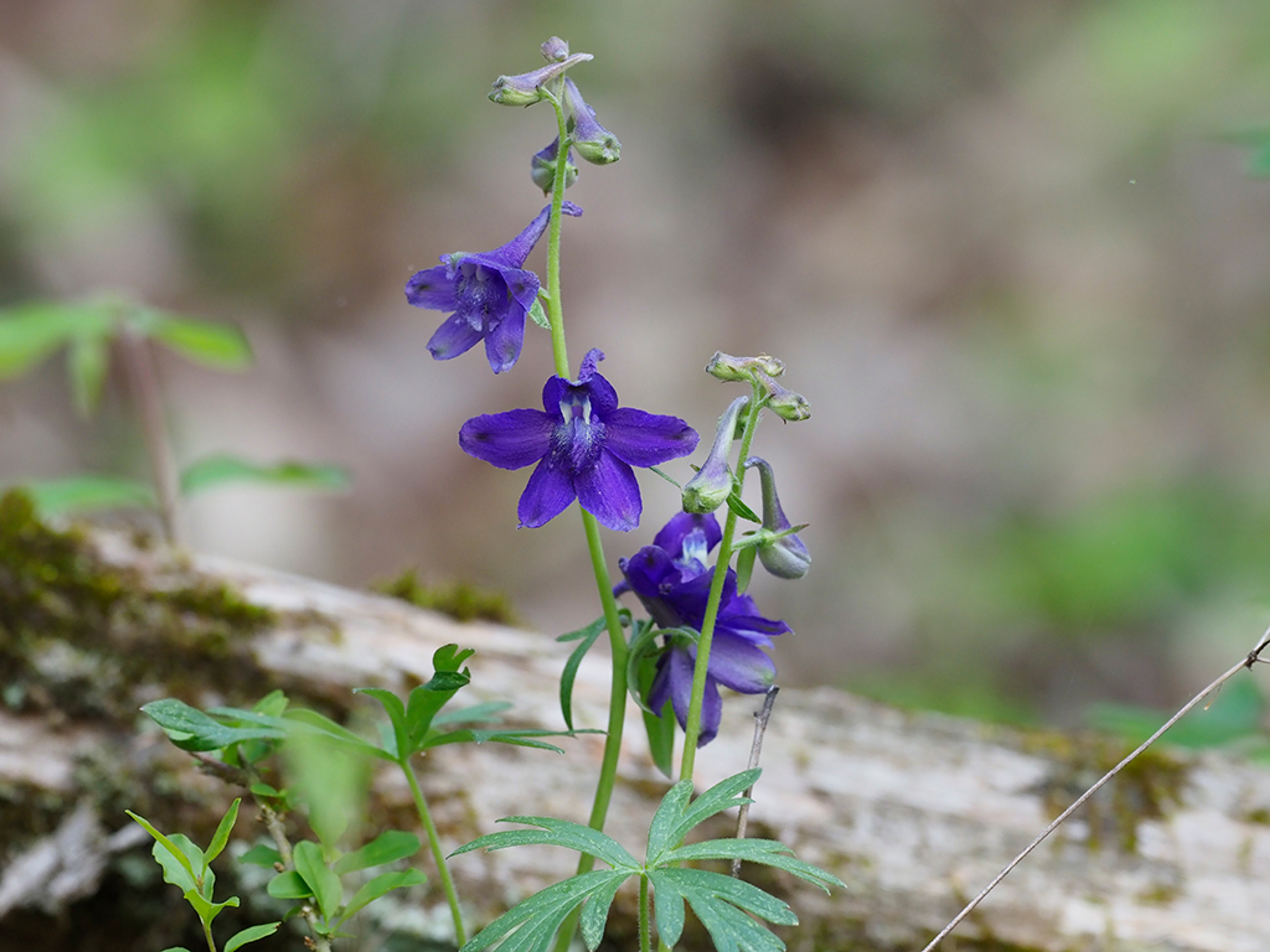 Delphinium tricorne