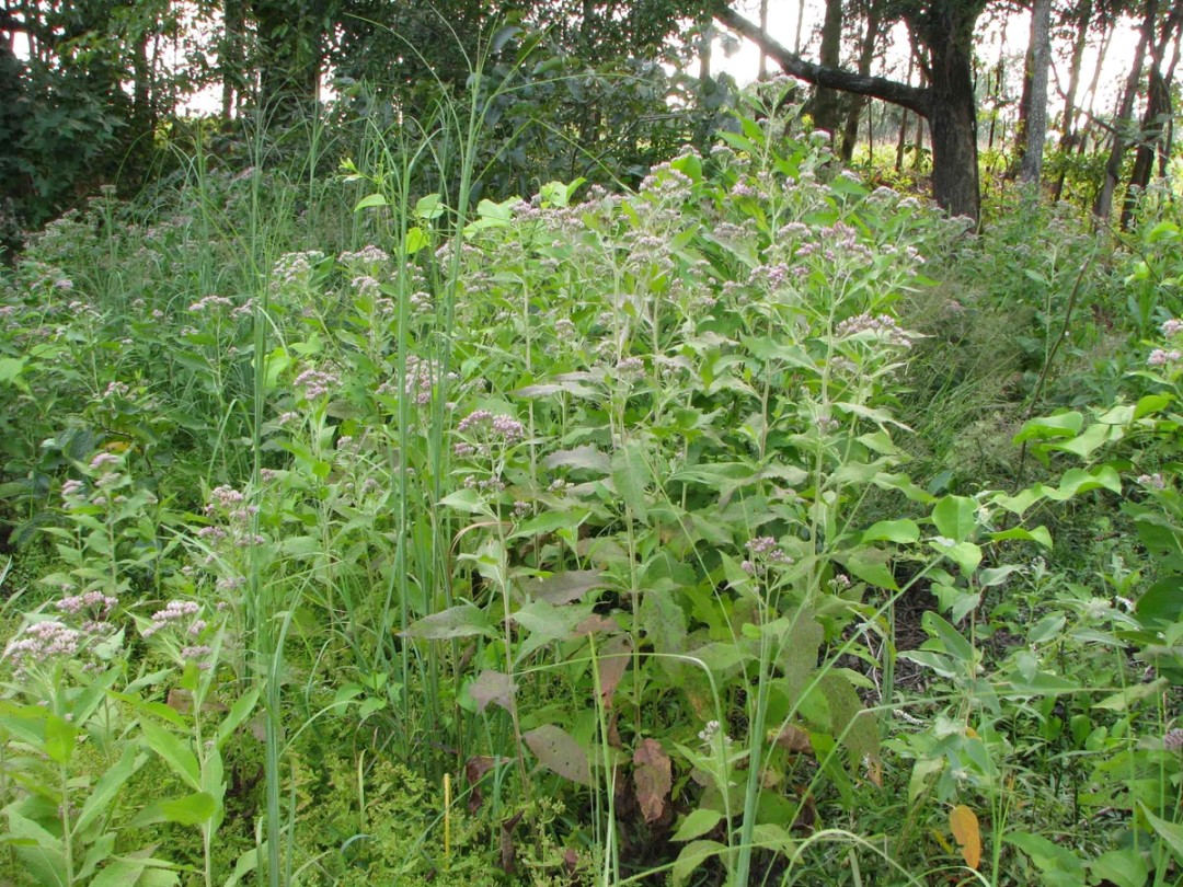 Damp woodland edge