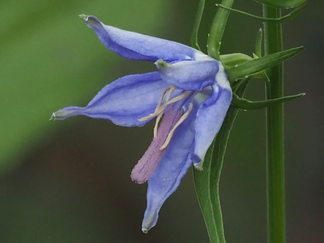 Fuzzy pink, straight style