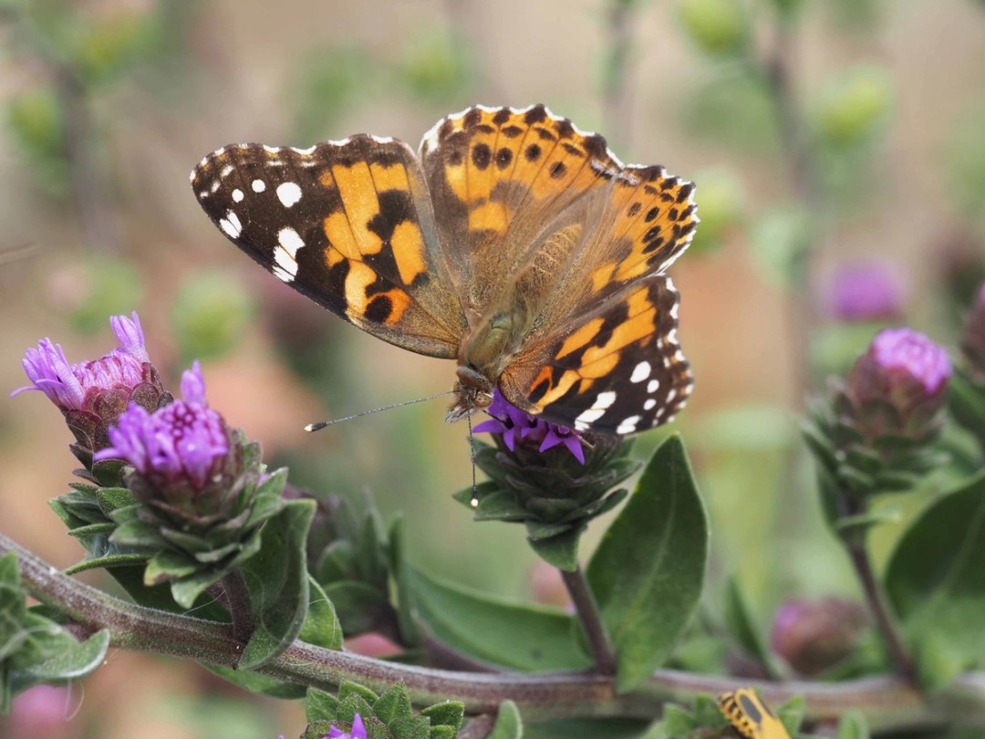 Painted Lady