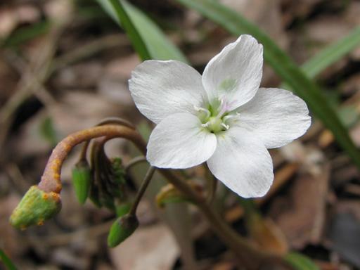 Plant rust on flowering plant