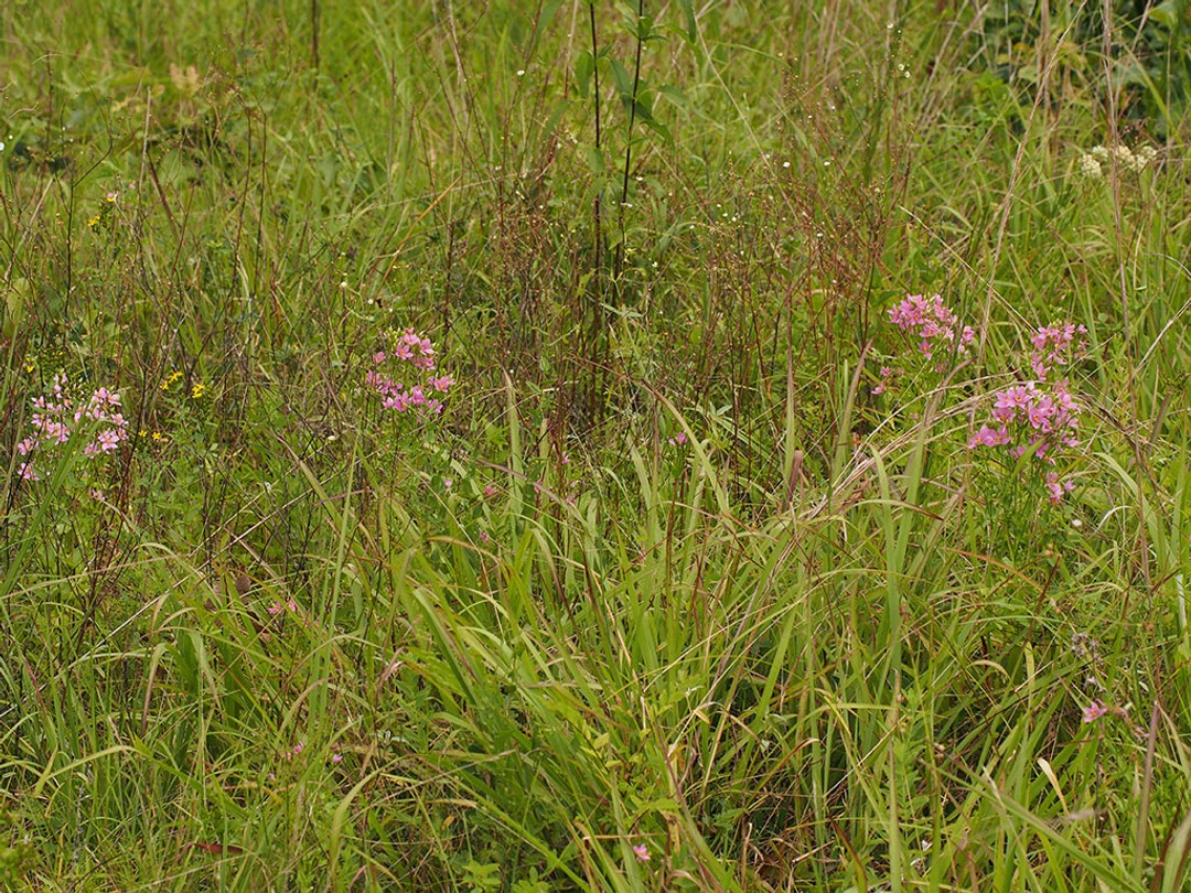 Grassland habitat