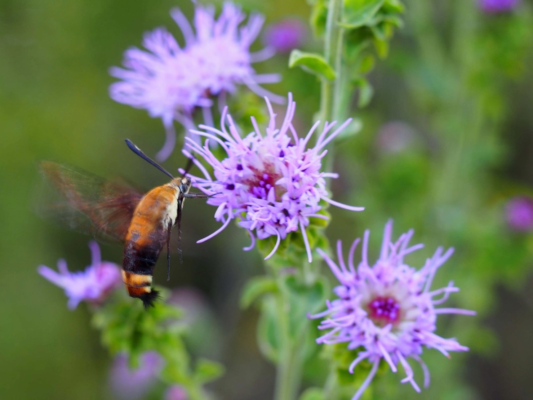 Snowberry Clearwing moth