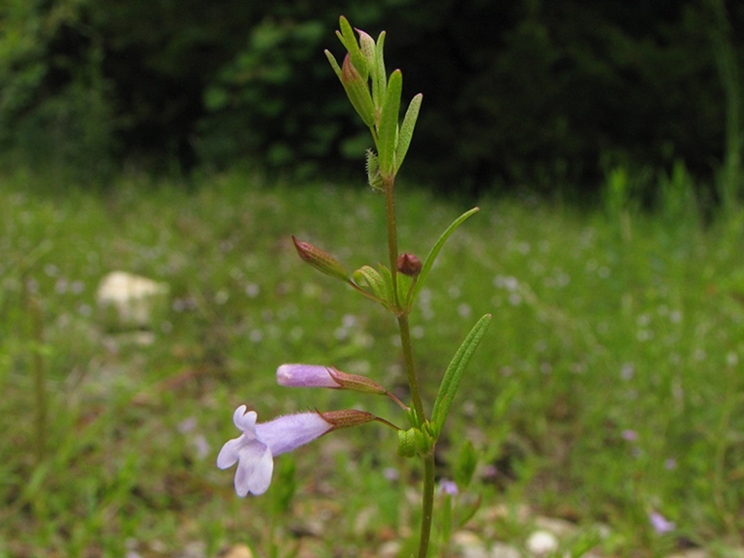 Leaf with central crease