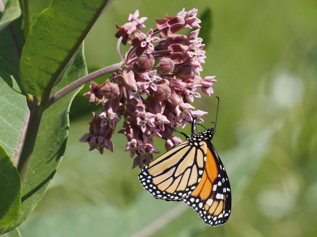 Monarch butterfly