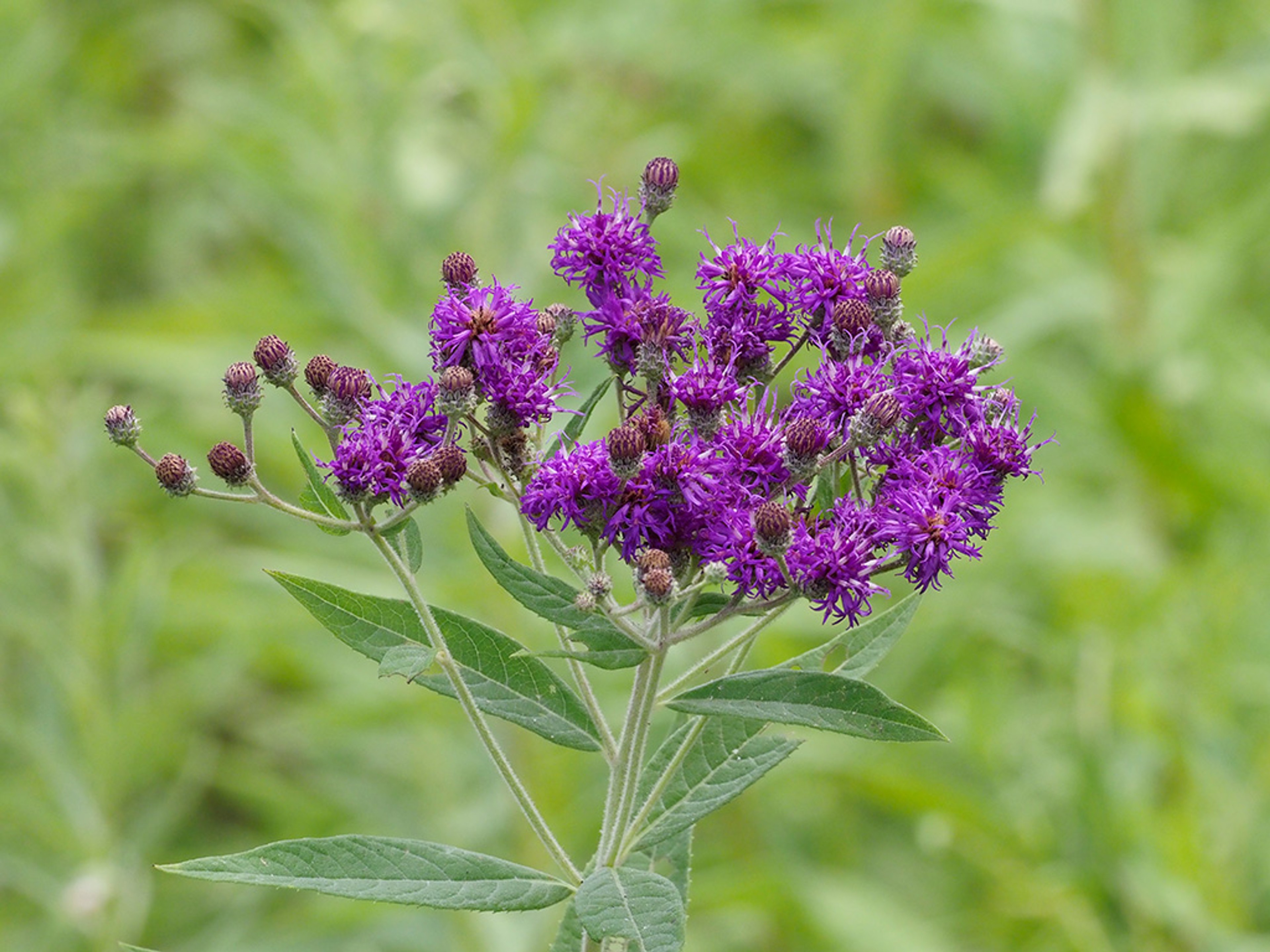 Vernonia baldwinii