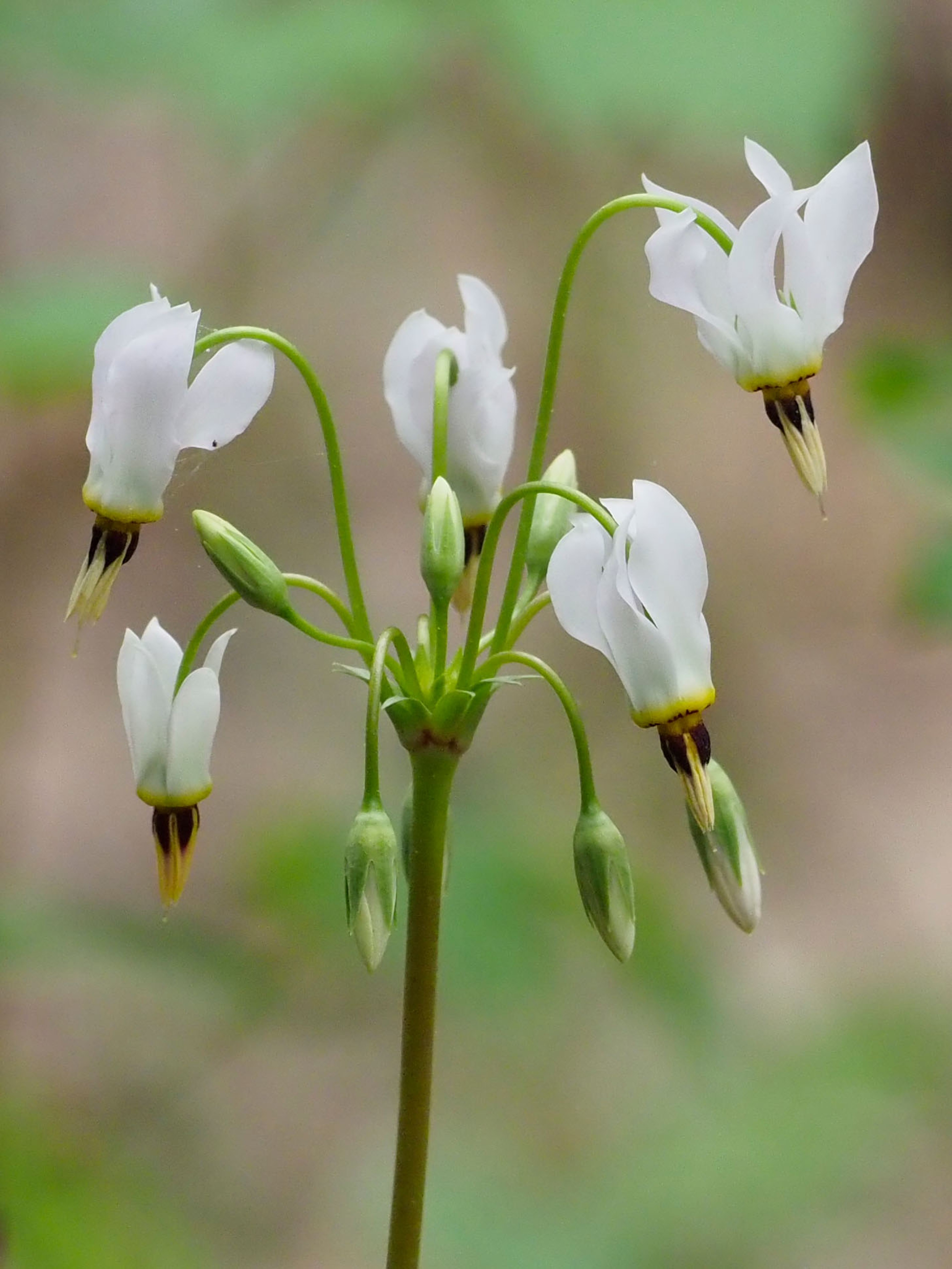 Primula meadia