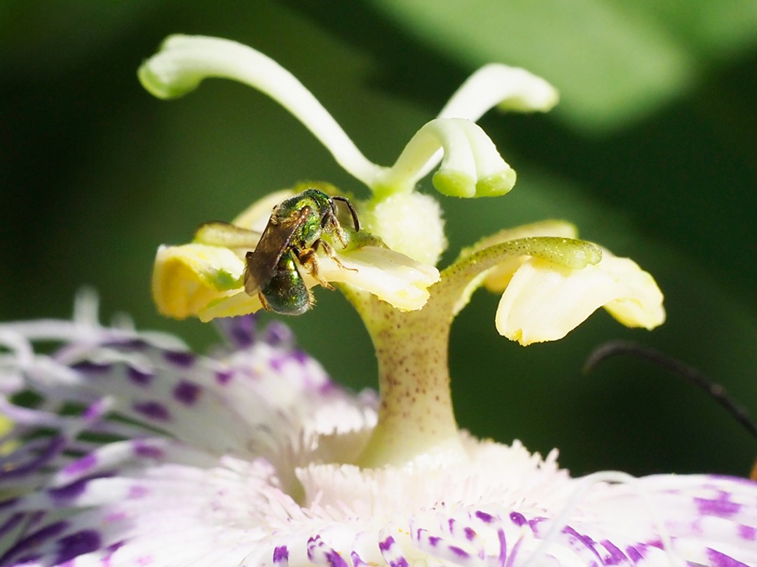 Metallic green sweat bee