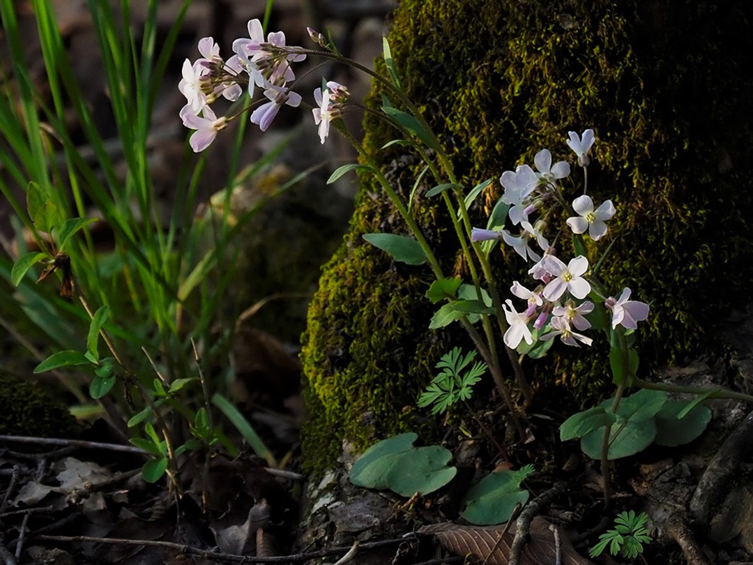 Purple cress flowering near Dutchman's Breeches (leaves)