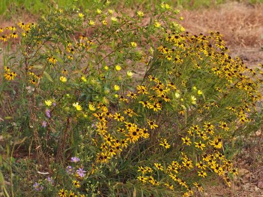 with Grindelia lanceolata