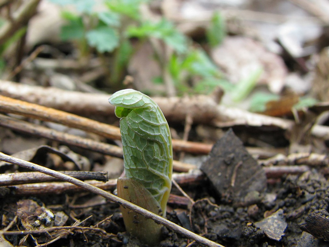 Bloodroot leaf completely enclosing the bud