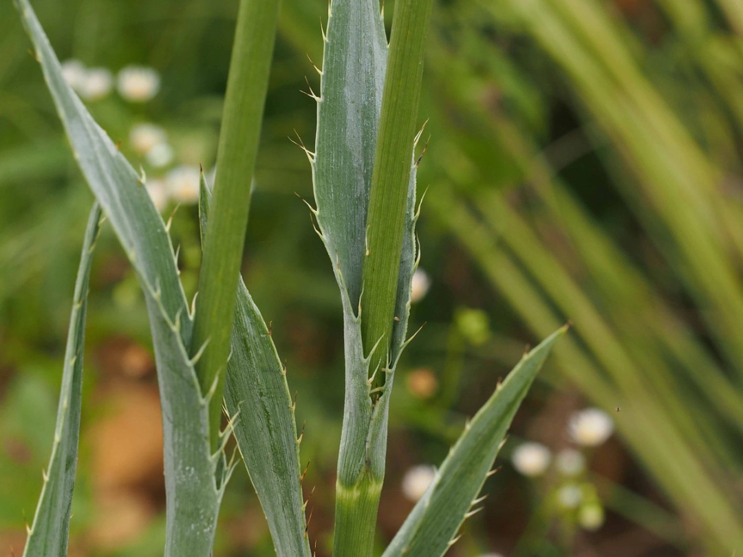 Leaves clasping stem