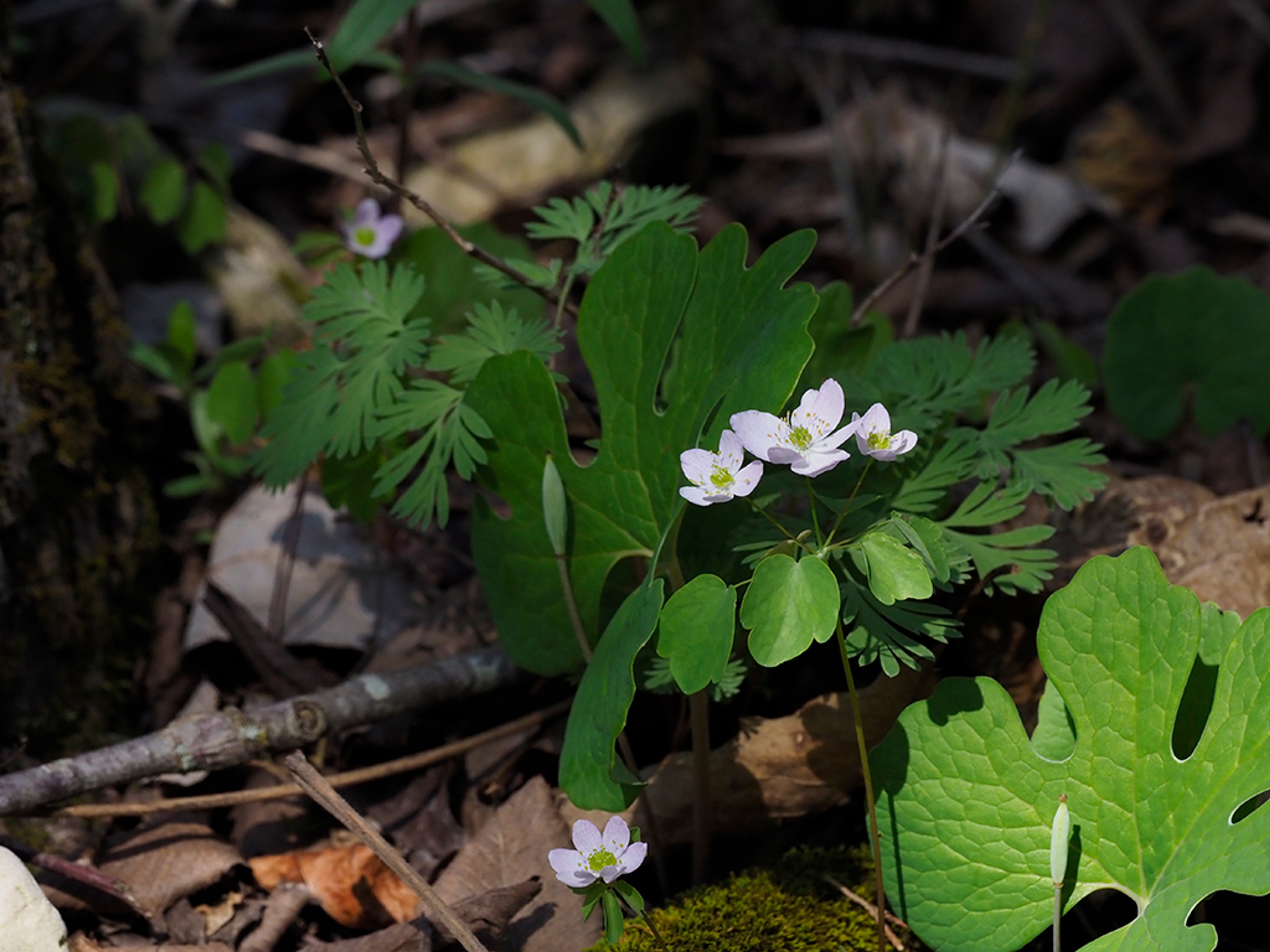 Rue anemone flowers with Bloodroot leaves and seed pods