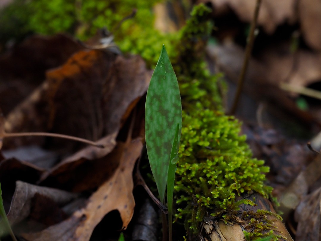Single leaved plants do not produce a flower