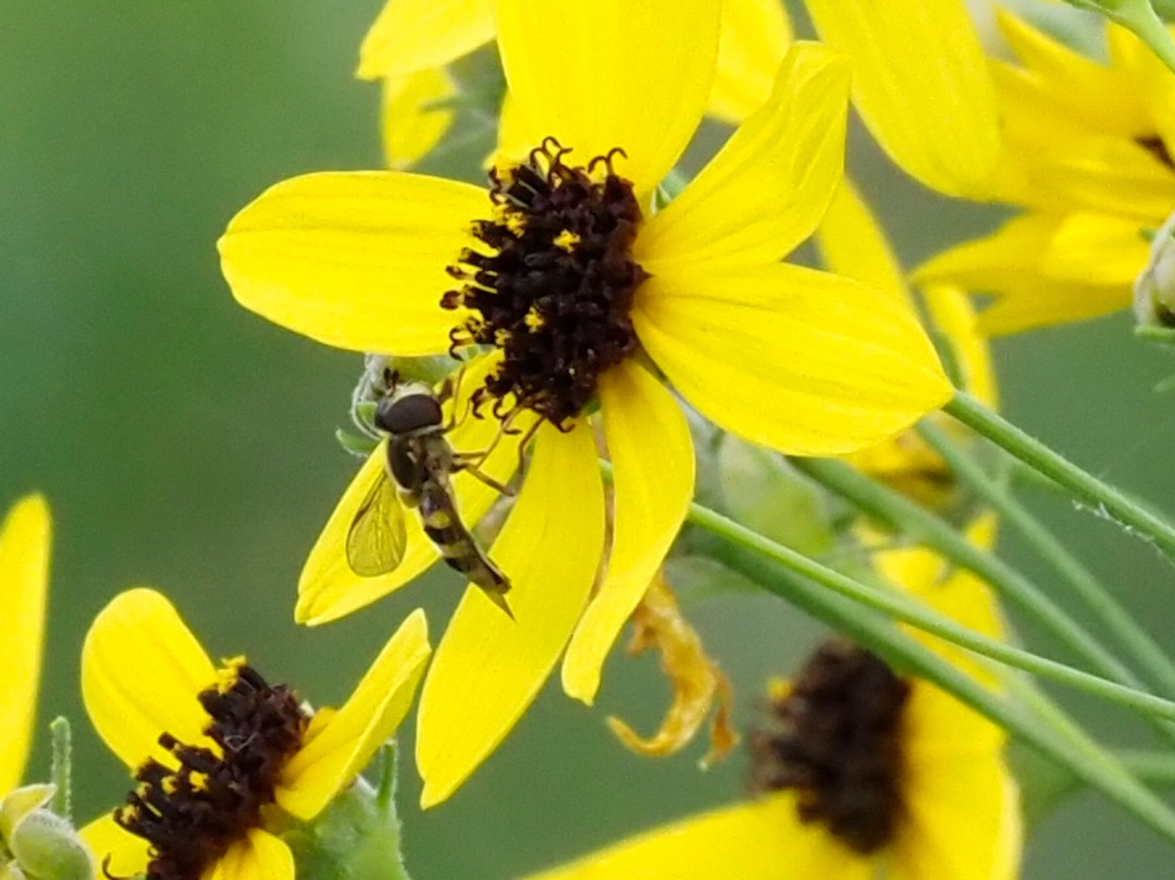 Syrphid fly