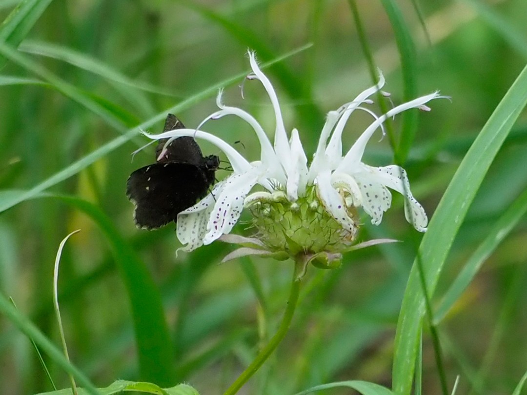 Northern cloudywing