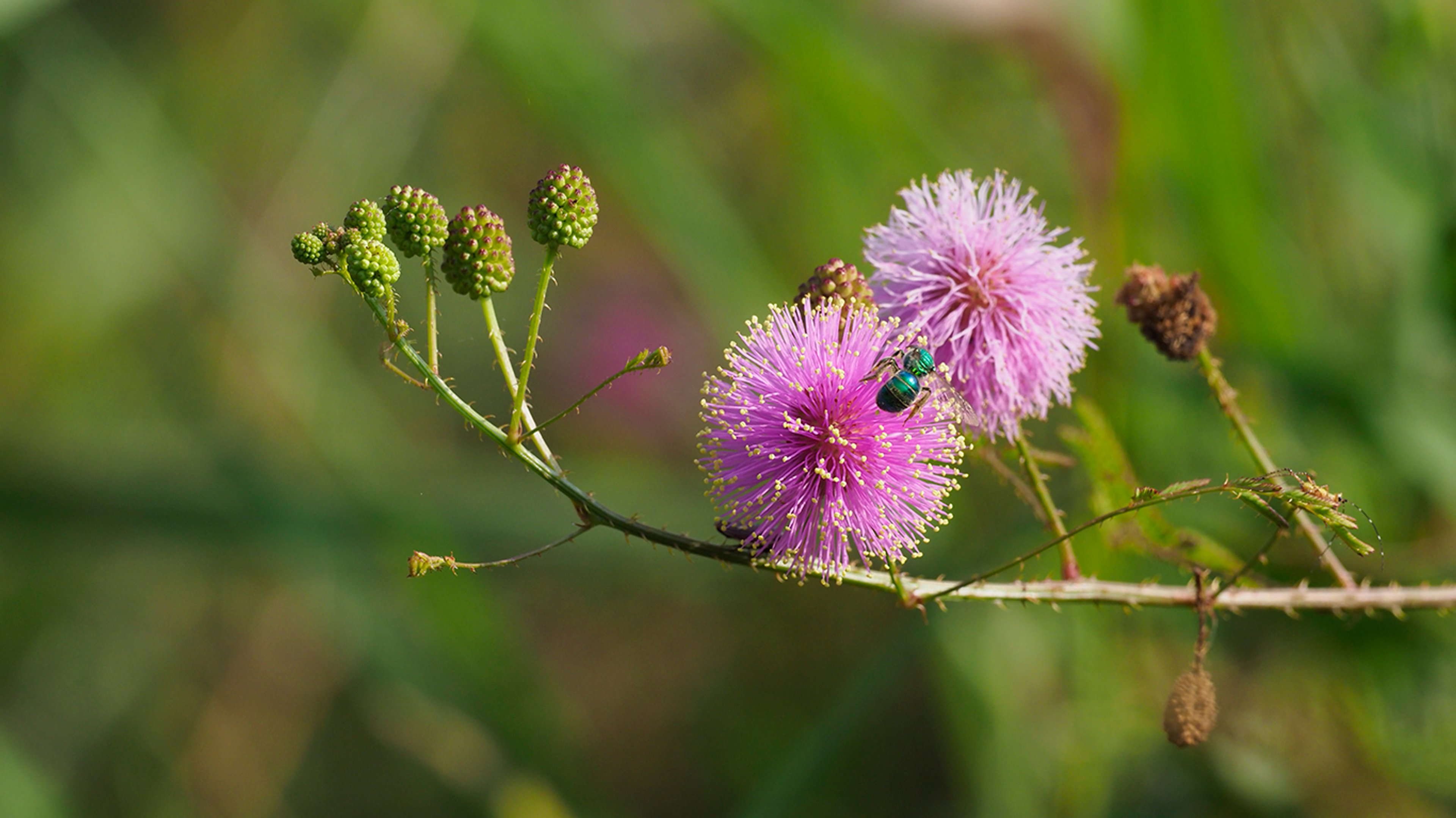 Sensitive briar flowers and buds with bee