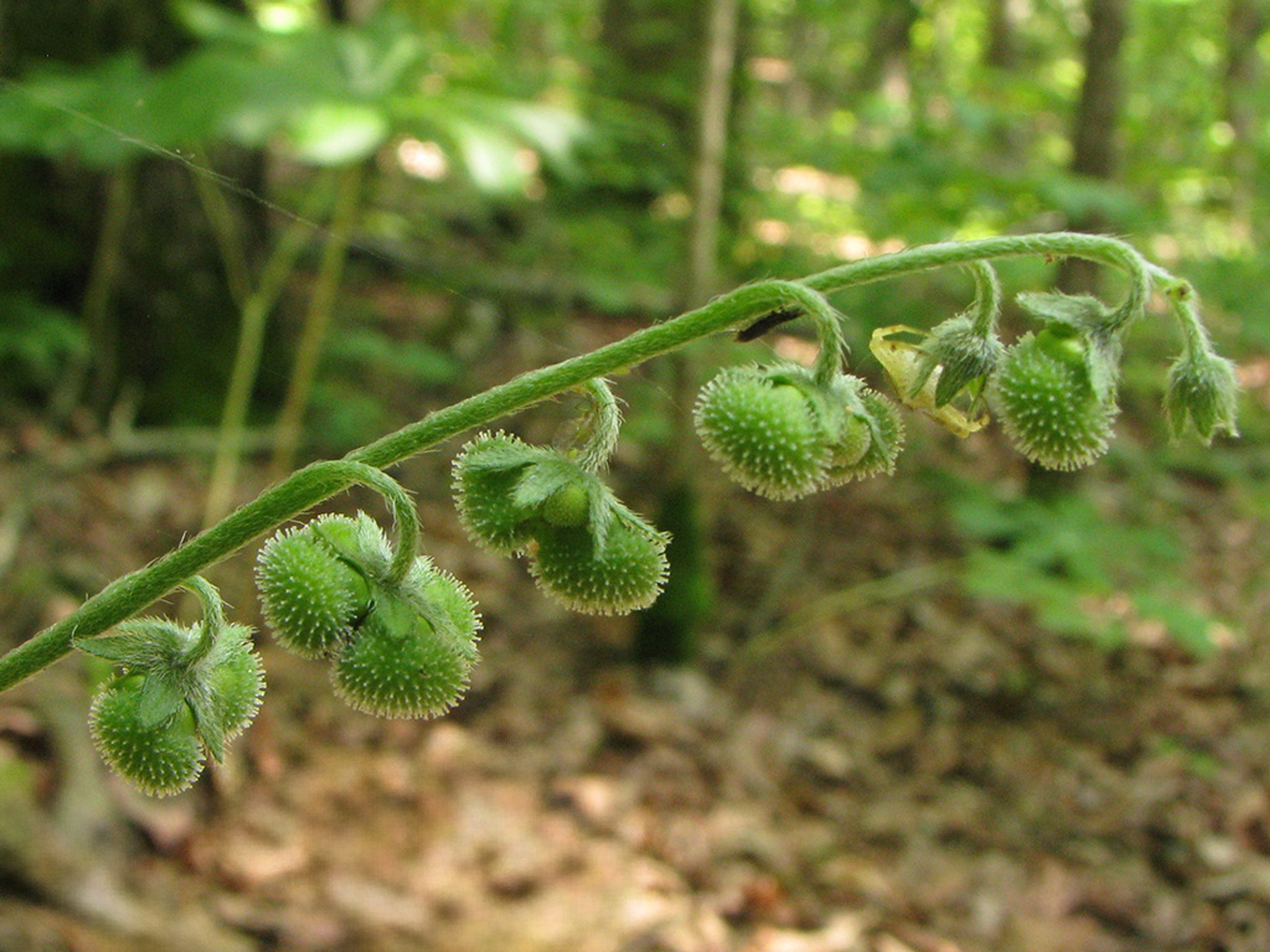 Unripe green fruits