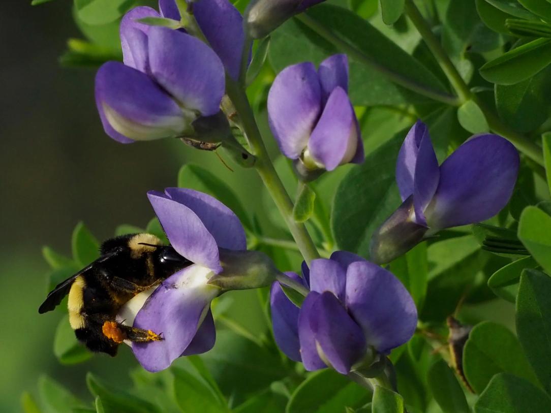 American Bumble Bee gripping keel 