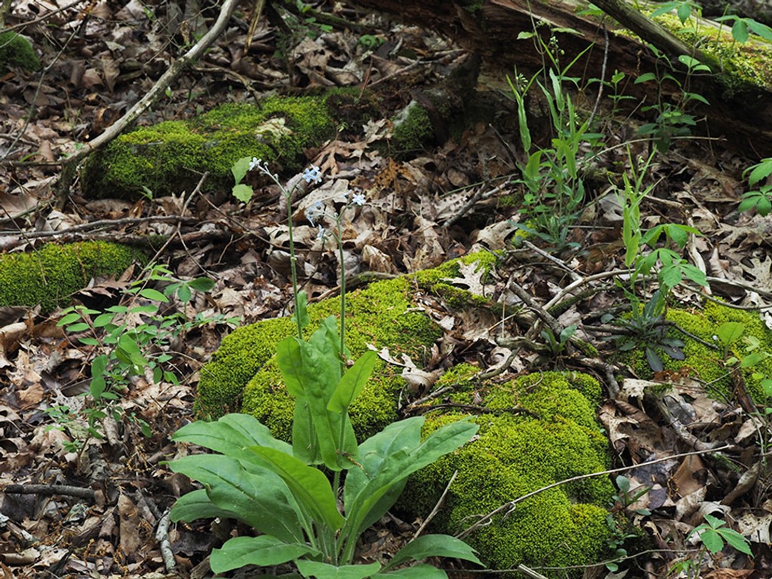 With Taenidia integerrima