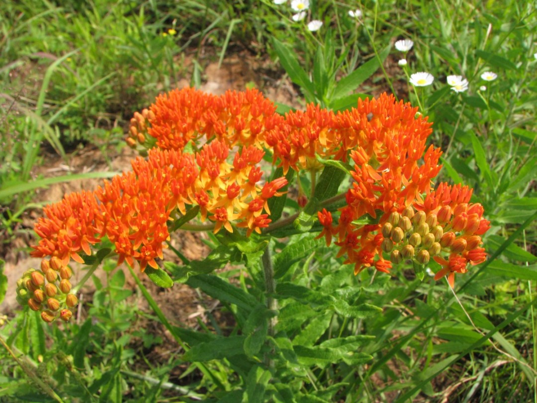 Orange flowers