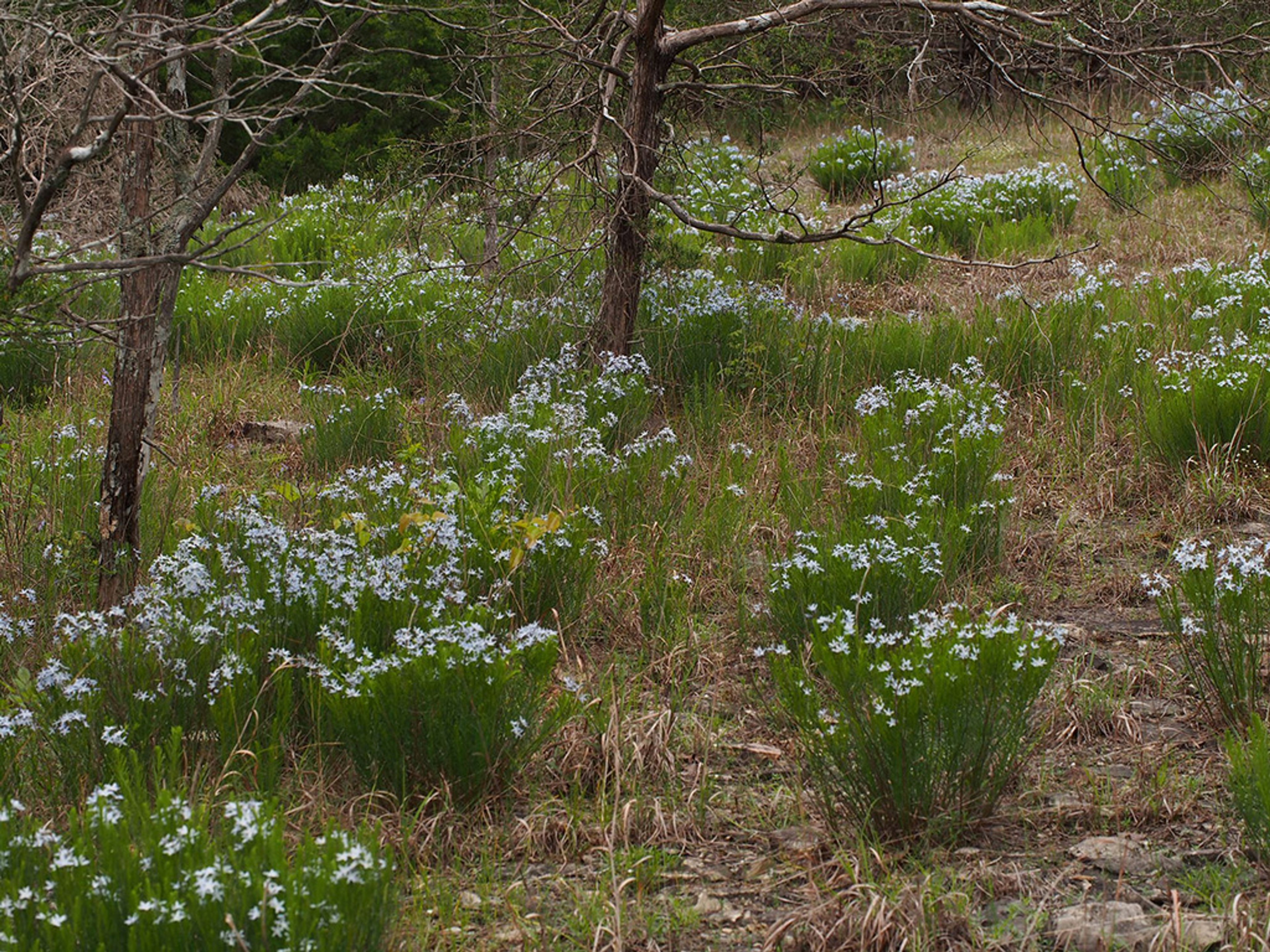 Many Amsonia ciliata plants flowering in glade habitat