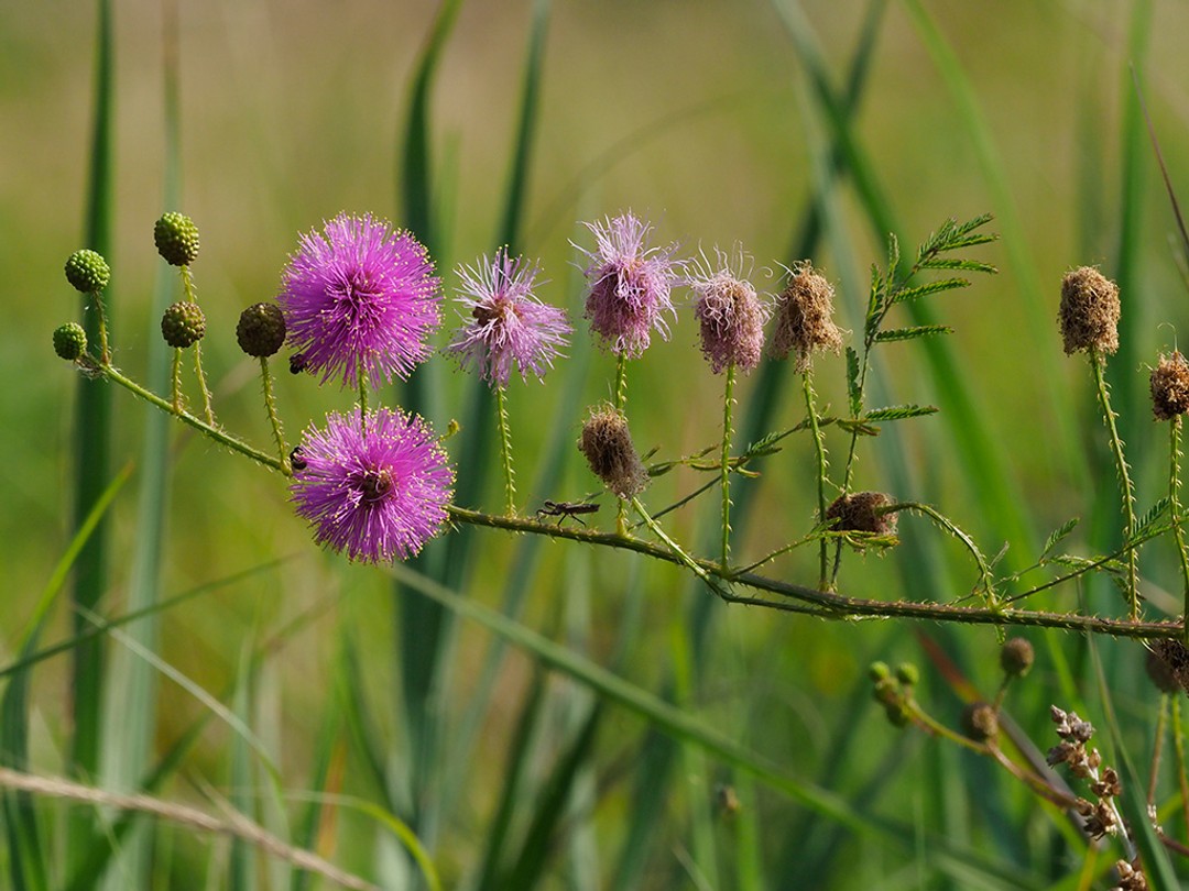 Green stem, buds and flowers