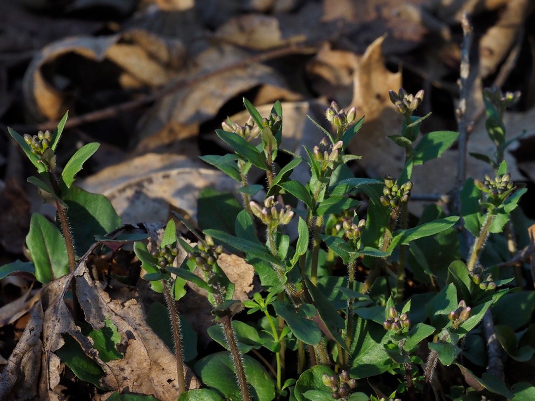 Mass of plants with buds