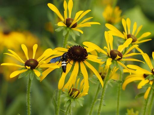 Double-banded Scoliid wasp