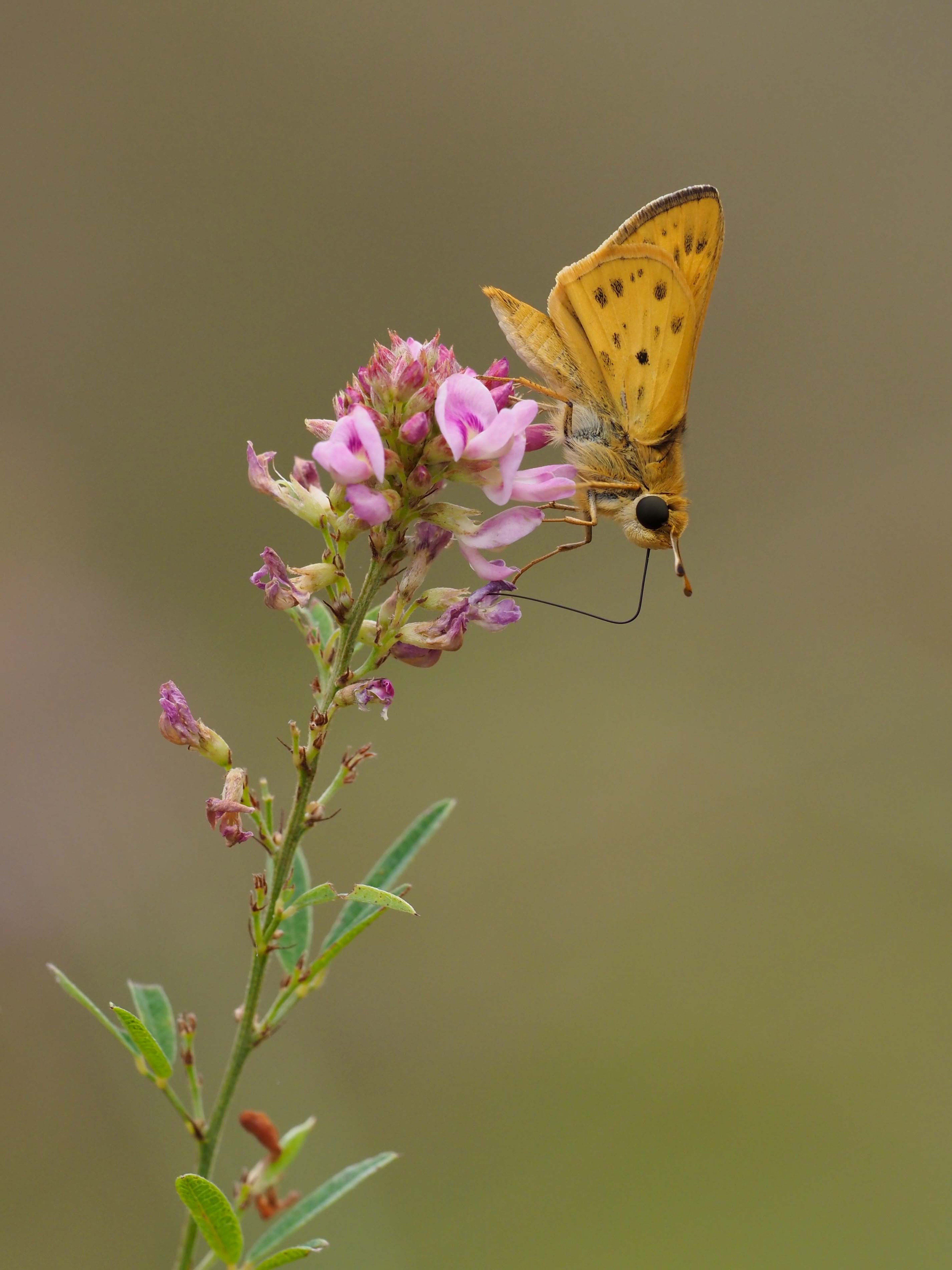 Lespedeza virginica with Fiery skipper