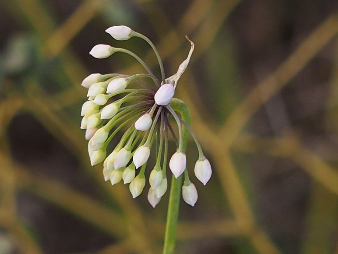 Developing buds
