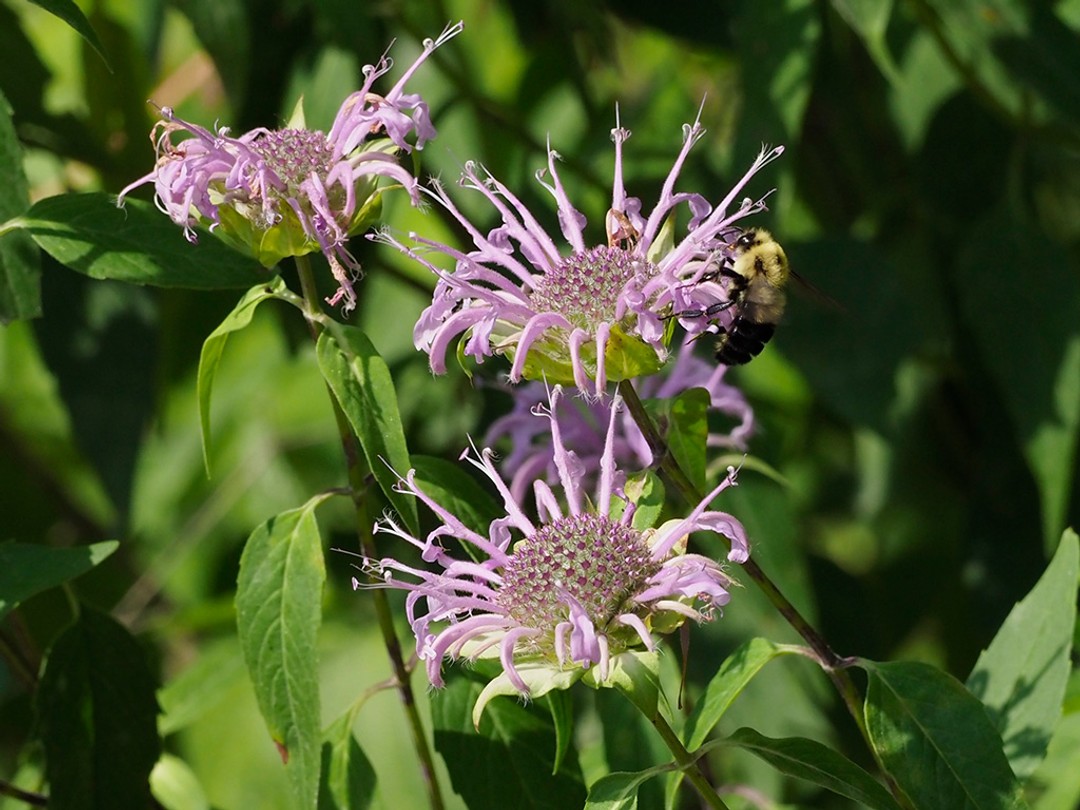 Flower heads with 'bald' center