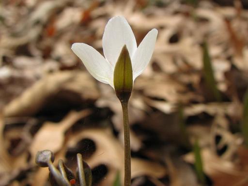 Flower and sepal