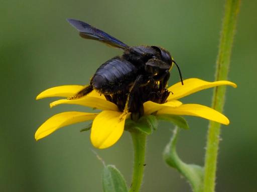 Southern carpenter bee (Xylocopa micans)