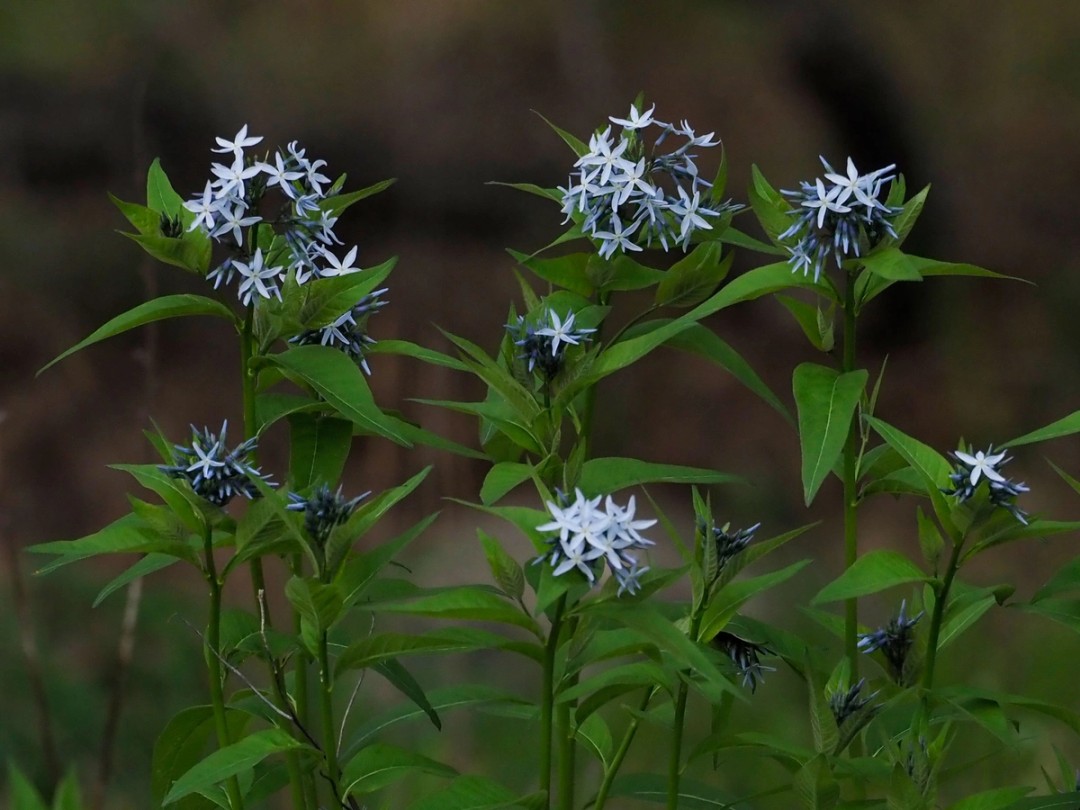 Lovely green foliage