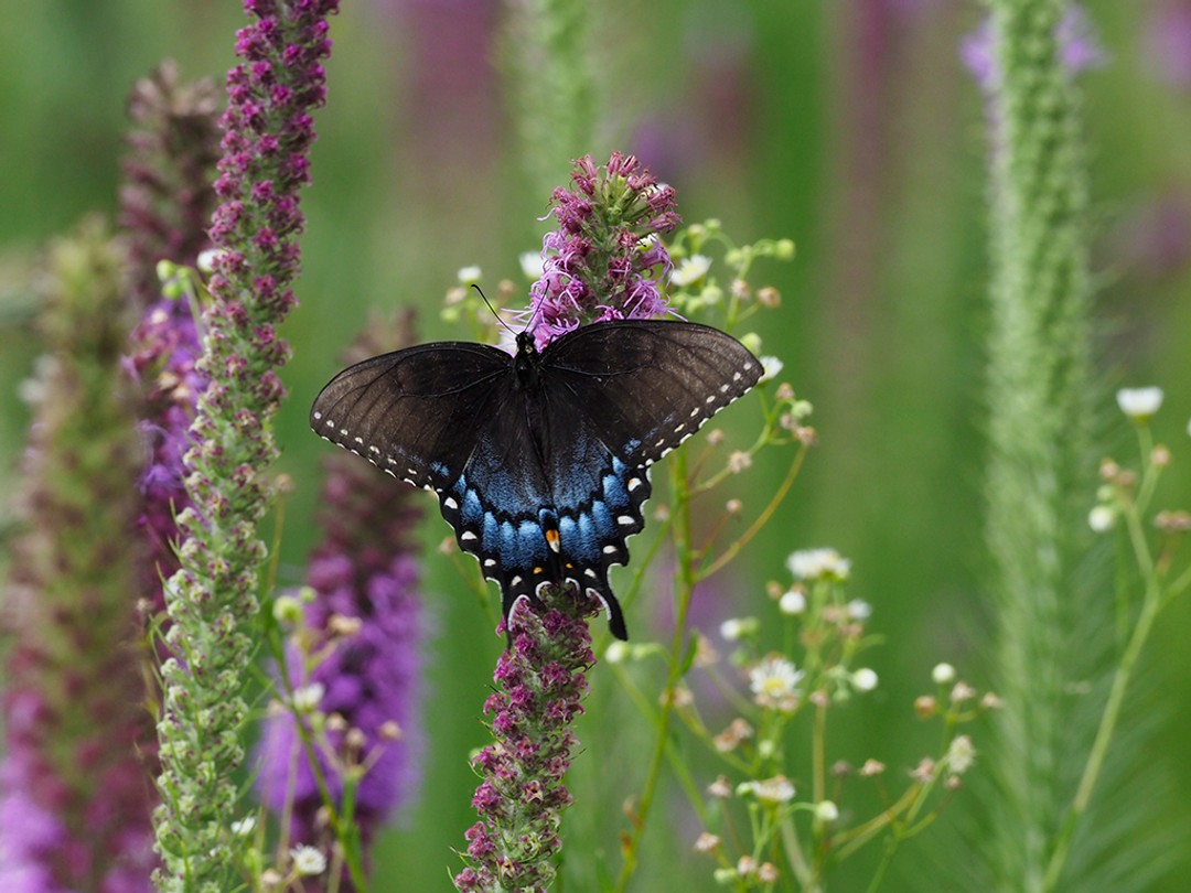 Eastern Tiger Swallowtail (Dark female)