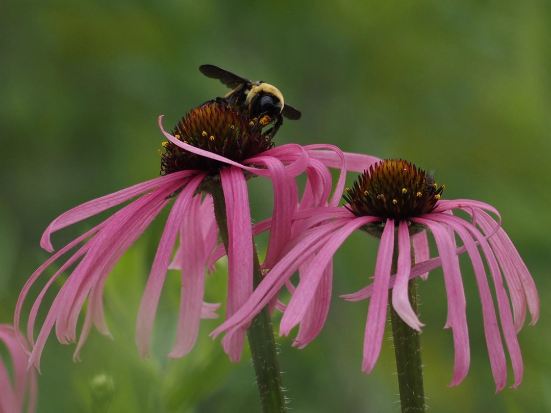 Bee seek nectar and pollen