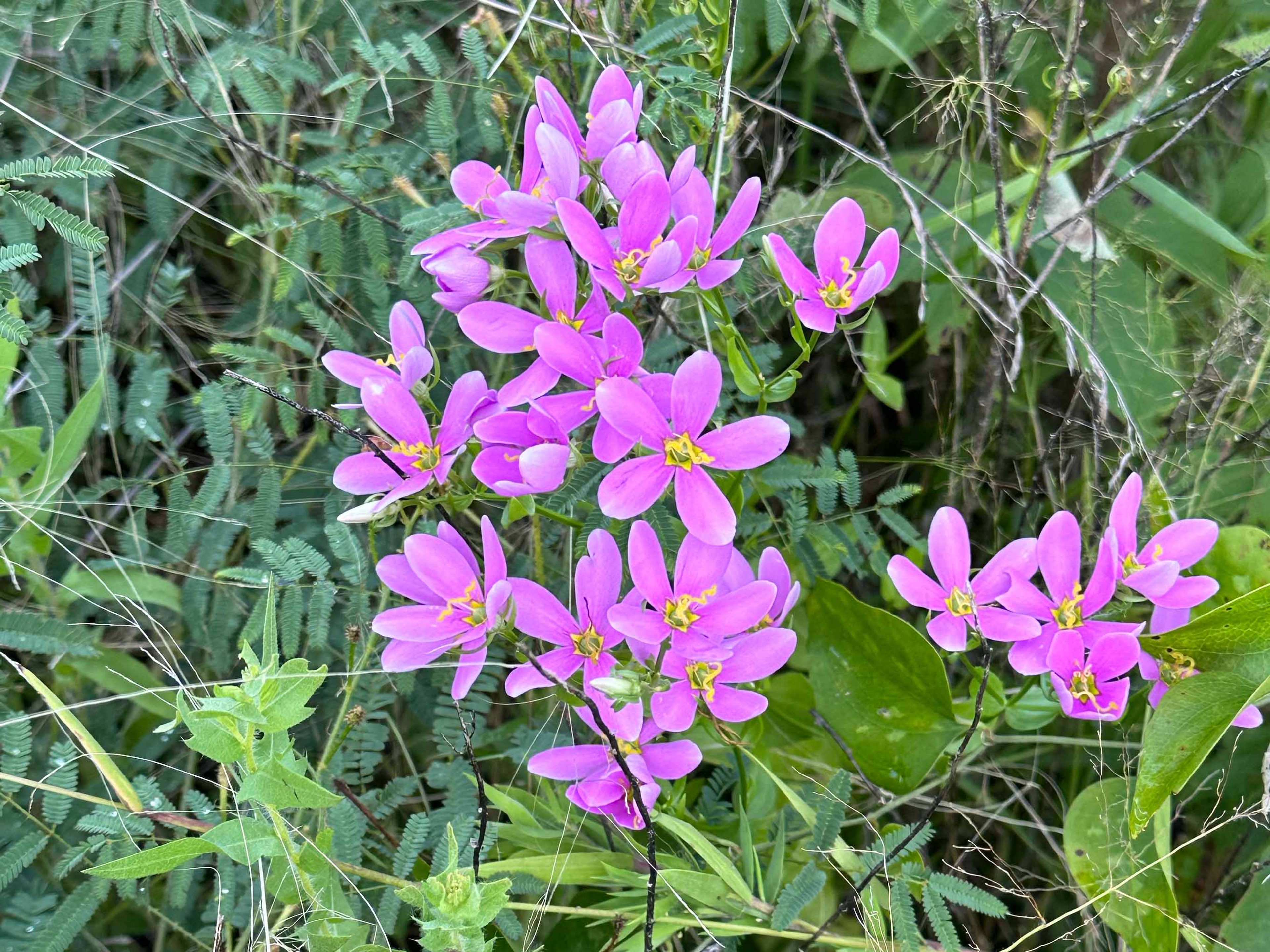Sabatia angularis