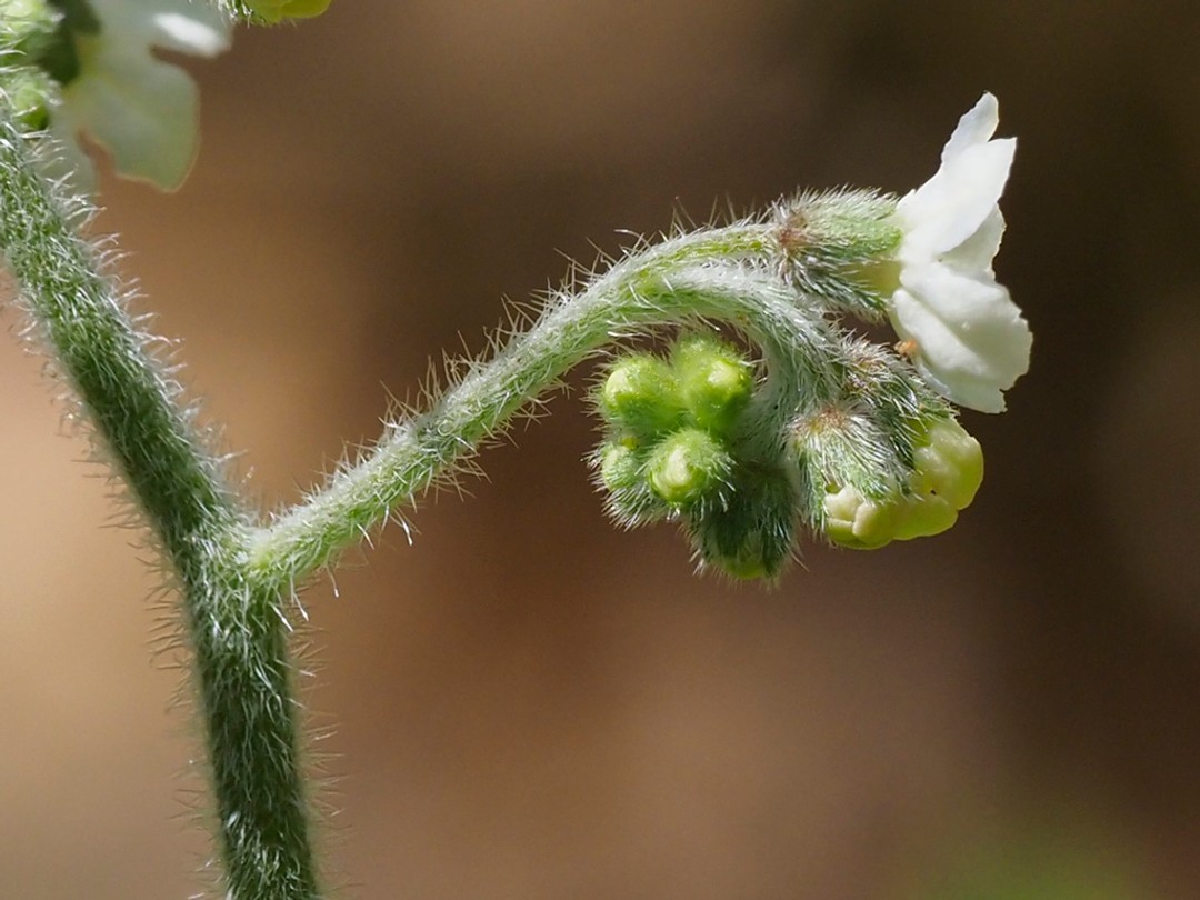 Close look at hirsute buds