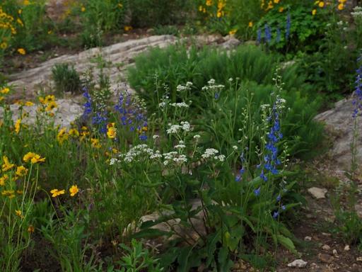 Wild quinine, Large-flowered Coreopsis