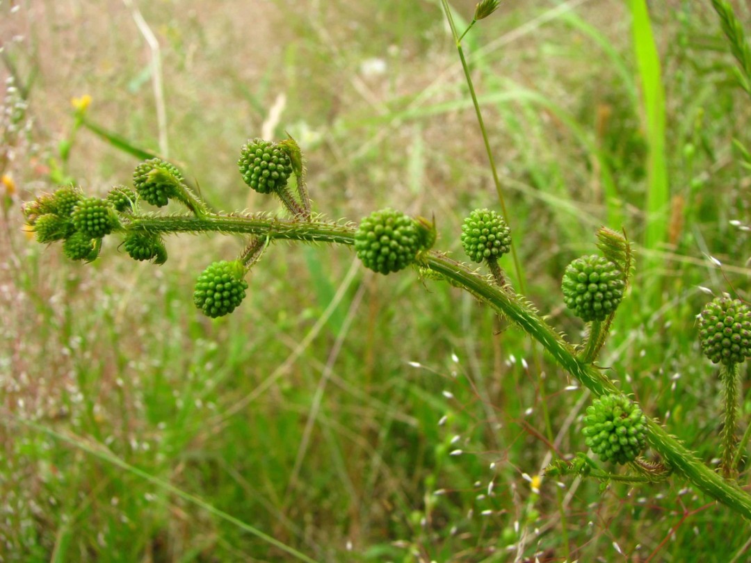Buds somewhat resemble blackberries