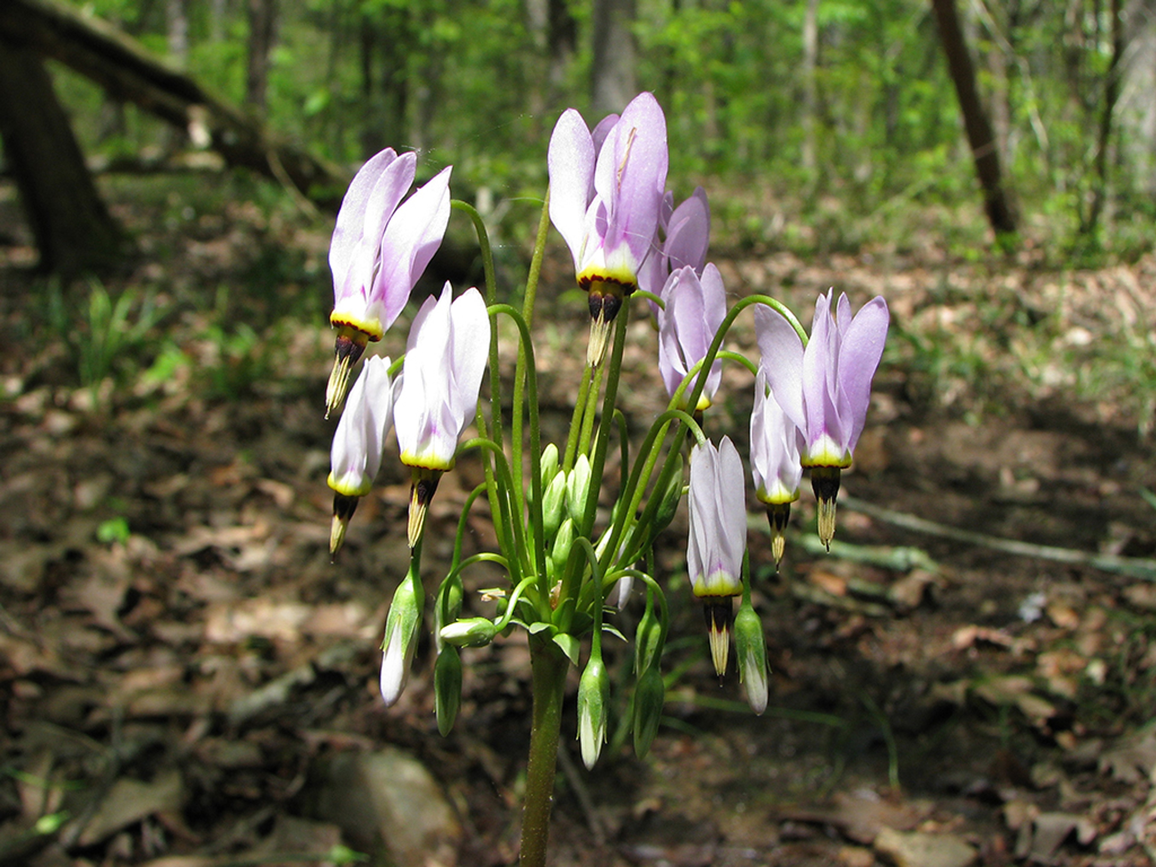 Primula meadia
