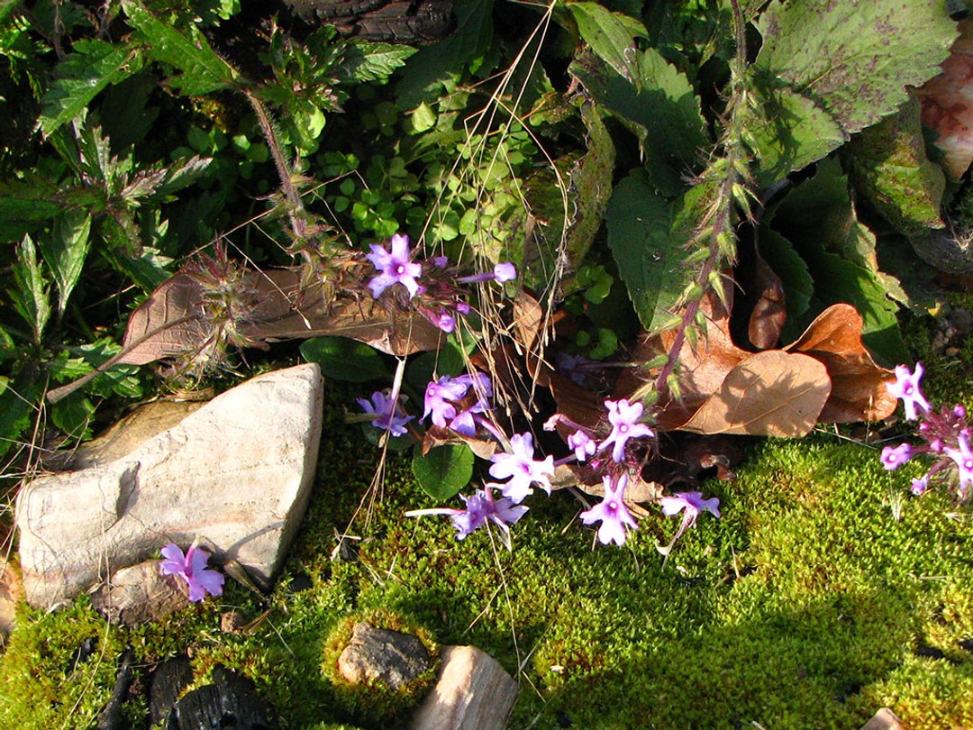 Native verbena mid November