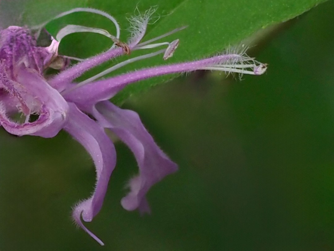 Individual flowers of flower head