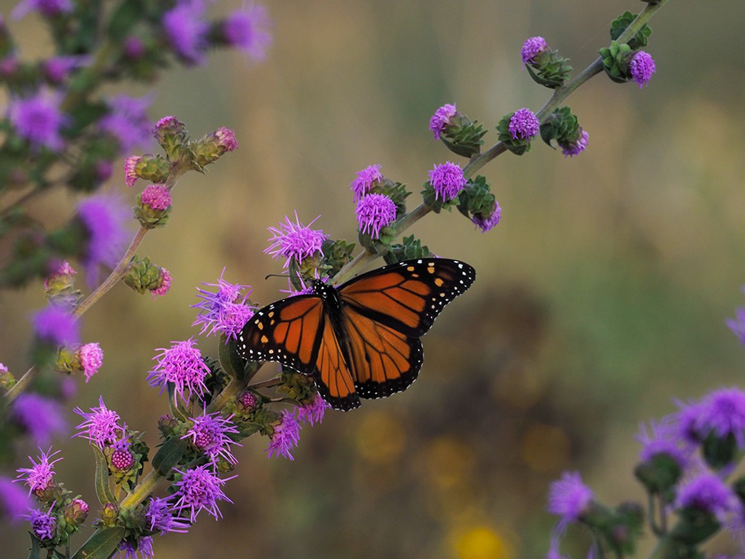 Monarch butterfly, Liatris aspera